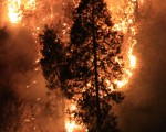 野火失控  美国加州进入紧急状态