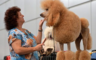 组图：德国莱比锡举办宠物博览会