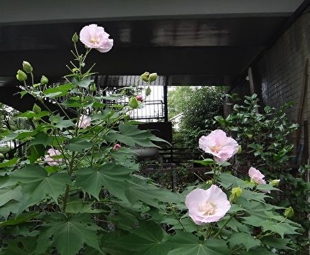 東京四季之香公園一日花醉芙蓉 大紀元