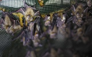 澳科學家證實：2002年薩斯病毒來自蝙蝠