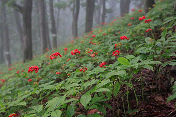 韓國江原道平昌五台山僧人崔鍾燦種植的野山參。(金嘉英/大紀元) 韓國江原道平昌五台山僧人崔鍾燦種植的野山參。(金嘉英/大紀元)