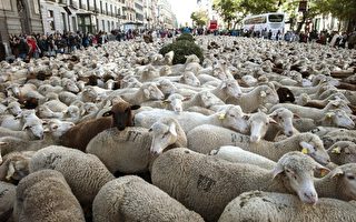 「咩！咩！」 2千隻綿羊在馬德里逛大街