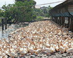 达人带路鸭乡巡礼 宜兰养鸭产业变迁