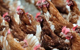 美国开始测试用于家禽的禽流感疫苗