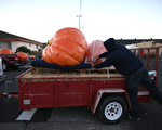 900公斤 美國巨型南瓜