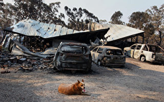 澳洲紐省叢林大火保險賠償費預估1.3億