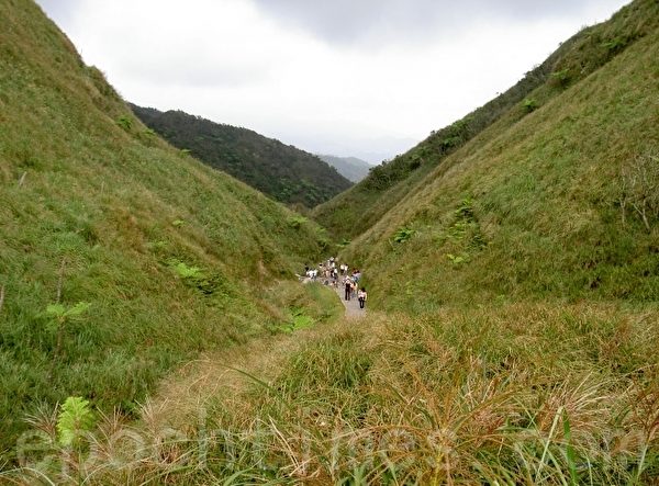 草岭古道旁的芒草。(徐惠隆提供) 草岭古道旁的芒草。(徐惠隆提供)