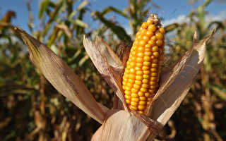 需求缺口大 中国高价进口美国玉米