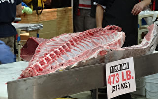 新泽西日本市场上演全美最大型解吞拿鱼秀