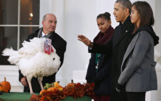 感恩節傳統 奧巴馬特赦火雞
