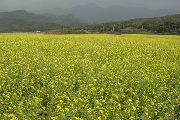 花东纵谷花海季元旦赏油麻菜花趣 绿肥 大纪元