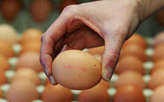 禽流感爆發 聖誕節澳洲雞蛋供應會受影響