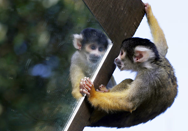 陶醉 － 10月24日，倫敦動物園松鼠猴照鏡子。（ADRIAN DENNIS／AFP）
