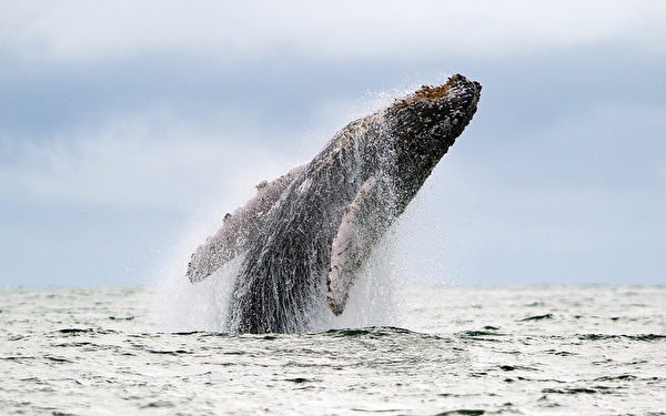 出水芙蓉 － 7月16日，在哥倫比亞太平洋沿岸，座頭鯨跳躍出海面。（LUIS ROBAYO／AFP）

