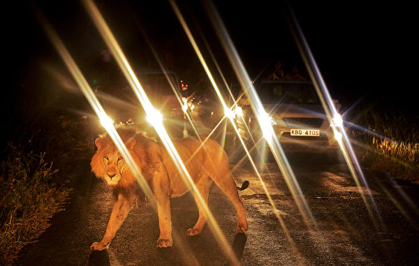 路霸 － 7月14日，肯亞內羅畢國家公園的獅子走過車陣。（
CARL DE SOUZA／AFP）
