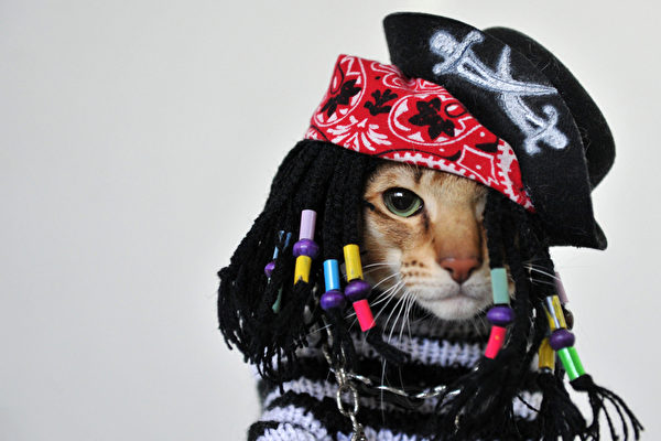 海盜王 － 10月20日，吉爾吉斯斯坦首都比什凱克舉辦貓展，一隻打扮成海盜的貓參加展出。（VYACHESLAV OSELEDKO／AFP）