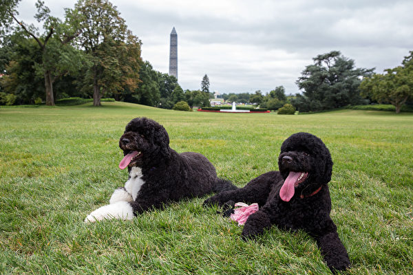 侯門深似海 － 8月19日，第二隻寵物犬「珊妮」（Sunny，左）加入美國總統奧巴馬的家庭。圖左為美國第一家犬「波」（Bo）。（Pete SOUZA／AFP）