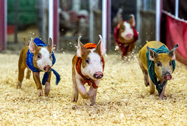 賽跑高手 － 9月4日，在美國加州波莫納舉行的洛杉磯博覽會上，幾隻小豬參加農家院賽跑。（JOE KLAMAR／AFP）