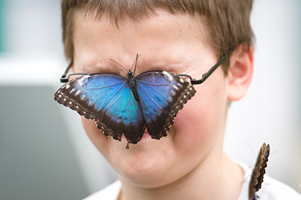 新款眼鏡 － 3月25日，在倫敦自然歷史博物館的蝴蝶展覽會上，一隻蝴蝶停在男孩的眼鏡上。（LEON NEAL／AFP）