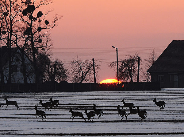 小小鹿兒要回家！ － 4月7日，落日時分，波蘭琴斯托霍瓦村莊通過雪地的鹿群。（JANEK SKARZYNSKI／AFP）
