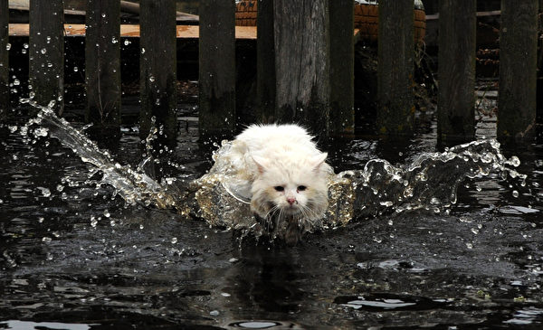 要拼才會贏！－ 4月13日，白俄羅斯Khvoensk村，因冬季冰雪融化形成洪水，一隻貓咪在水中掙扎。（VIKTOR DRACHEV／AFP）

