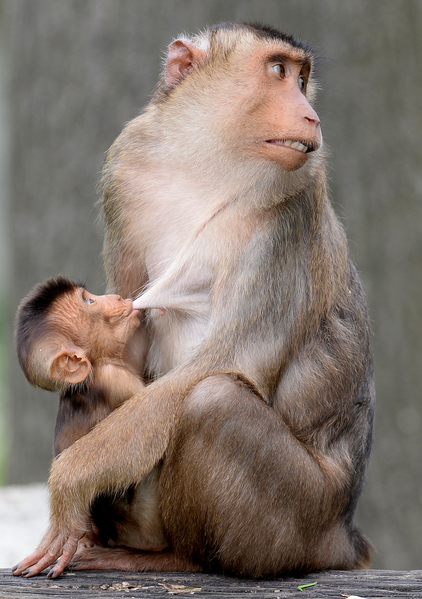 有人來了！ － 5月16日，德國蓋爾森基興動物園，一隻婆羅洲猩猩幼崽在哺乳。（PATRIK STOLLARZ／AFP）
