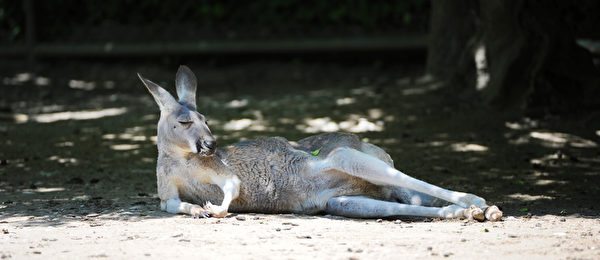 維納斯 － 6月13，德國海拉布倫動物園的袋鼠在陰涼處避暑。（ELENA ZELLEZ／AFP）