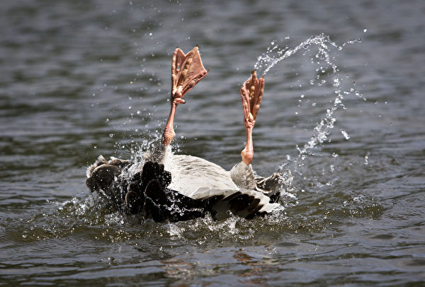 樂翻天 － 6月16日，一隻鵝在德國法蘭克福公園戲水。（FRANK RUMPENHORST／AFP）
