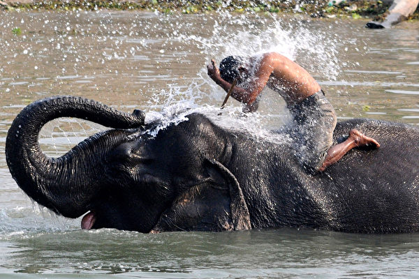洗頭、沖澡兼洗褲 － 3月5日，印度坡比多喇野生動物保護區裡，一名馴象師和他的大象正在戲水。（BIJU BORO／AFP）