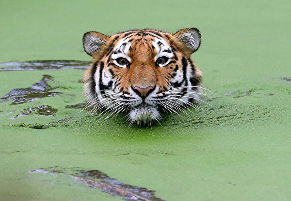 綠藻浴 － 1月7日，德國杜伊斯堡動物園一隻西伯利亞虎（東北虎）在池裡游泳。（ROLAND WEIHRAUCH／AFP）
