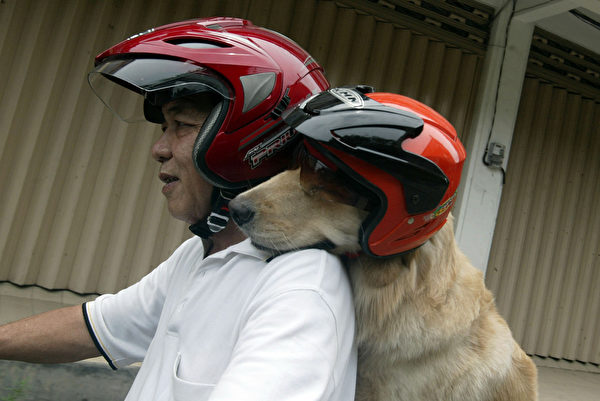 兜風 － 3月2日，印尼泗水一位狗主人騎機車載黃金獵犬兜風。（JUNI KRISWANTO／AFP）