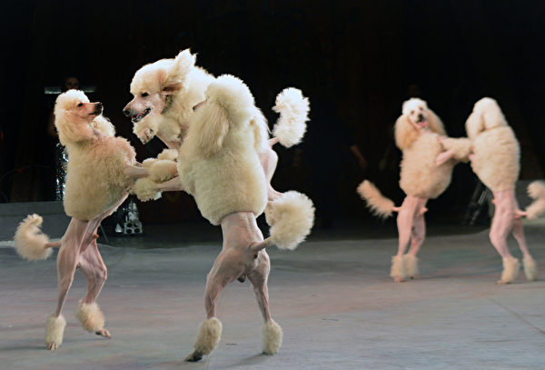 國標舞 － 1月24日，烏克蘭國家馬戲團的小狗們正在表演。（SERGEI SUPINSKY／AFP）
