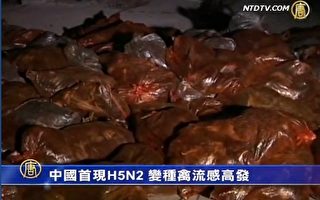 河北爆發H5N2禽流感 撲殺13萬隻雞 專家憂傳染人類