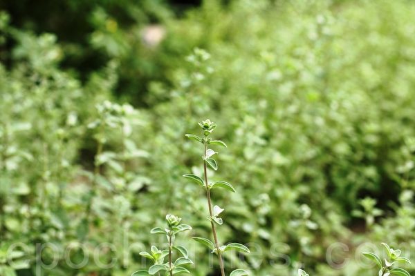 新鲜柠檬百里香lemon thyme(摄影:ALEX/大纪元) 新鲜柠檬百里香lemon thyme(摄影:ALEX/大纪元)