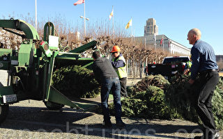 节后回收圣诞树 让旧金山更环保