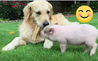猪宝宝和狗妈妈一起玩 结果让猪猪以为自己是条狗 主人超担心长大后的猪会⋯