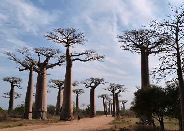 马达加斯加（Madagascar）的猴面包大道（Avenue of the Baobabs）（ALINE RANAIVOSON ／AFP） 