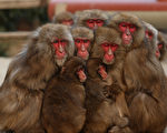 日本山口頻現猴子攻擊人 58人遇襲多人受傷