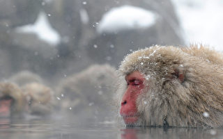 绝！冬日里日本雪猴恋上温泉（组图）