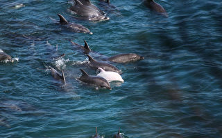 日捕白子小海豚 传母海豚自杀