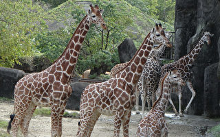 动物园迎新年  长颈鹿家族团圆