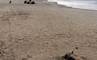 秘鲁北部海岸 惊见4百海豚尸