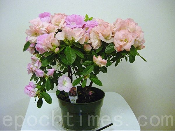 杜鹃花的正面照。(尚天/大纪元) 杜鹃花的正面照。(尚天/大纪元)