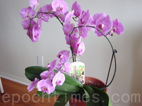 2013年开花时的倩照(尚天/大纪元) 2013年开花时的倩照(尚天/大纪元)
