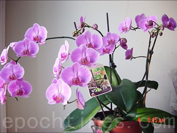2010年老伴送我的台湾兰花,今年已经是第四年了,有5个花枝,还长出了一棵小苗。(尚天/大纪元) 2010年老伴送我的台湾兰花,今年已经是第四年了,有5个花枝,还长出了一棵小苗。(尚天/大纪元)