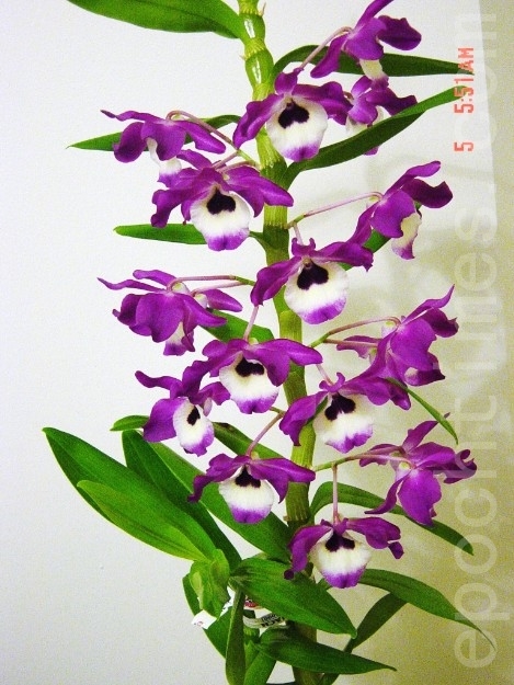 2013年3月24日我从花展买的石斛(胡)兰,当年11月开了19朵花。(尚天/大纪元) 2013年3月24日我从花展买的石斛(胡)兰,当年11月开了19朵花。(尚天/大纪元)