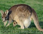 澳洲留學去 袋鼠相伴(2)