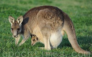 澳洲留學去 袋鼠相伴(2)