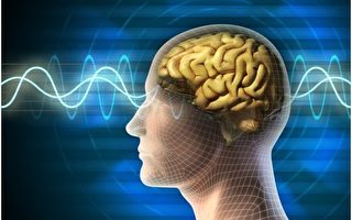 英科学家发现：人类大脑的“良心”区