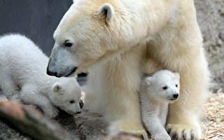 组图：北极熊龙凤胎 德动物园首亮相
